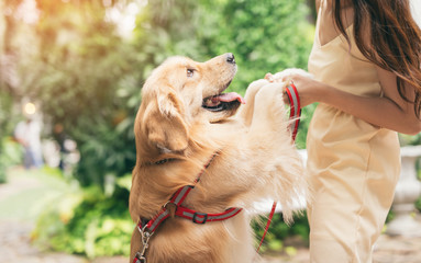 Portrait of woman with dog golden retriever in park with sunset out door