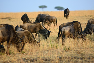 Wall Mural - wildebeest in kenya, masai mara