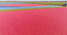 Beautiful Red Magenta Cranberries Float On Top Of Marsh Waters, Ready For Harvest, Aerial Flyover.
