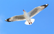 Seagull Flying In The Blue Sky