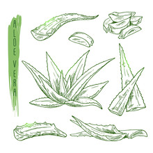 Sketch Of Aloe Vera Elements. Vector Silhouettes Of Botanical Plant. Realistic Icons Set Use For A Logo, Label Creation, Cosmetic Products Advertesment Or For A Banner, Poster Design.