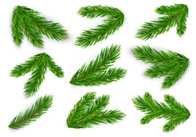 Set Of Fir Branches. Christmas Tree, Pine. Vector Eps10