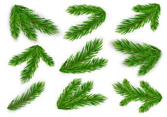 set of fir branches. christmas tree, pine. vector eps10