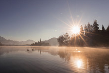 Misty Sunrise Fog Swan Duck In Morning Nature At Lake Bled, Slovenia