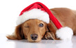 Dachshund puppy wearing a Christmas Santa hat. 
