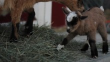 Pan Left, Baby Pygmy Goat Runs Under Mother