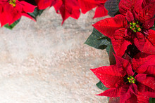 Christmas Star Red And White Poinsettia Flowers, Christmas Background With Copy Space, Free Text