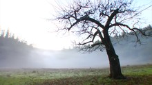 Timelapse, Spooky Tree In Foggy Field