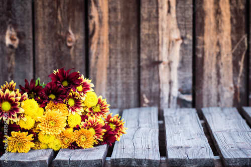 Fotografie, Obraz An assortment of mums in a bunch on a rustic wooden table.