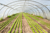 Fototapeta Mosty linowy / wiszący - culture of organic salad in greenhouses