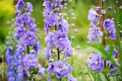 Fotografía flowering delphinium closeup in summer garden