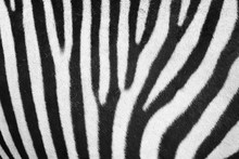 Zebra Animal Skin Texture