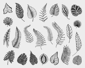 tropical or exotic leaves, leaf of different vintage looking plants. monstera and fern, palm with banana botany set. flowers engraved vintage, hand drawn. botanical organic product. green background.