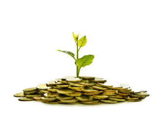 Image of pile of coins with plant on top for business, saving, growth, economic concept isolated on white background