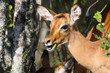 Impala antelope eating a leaf