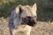 Portrait of a spotted hyena cub