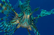 Red Sea lionfish