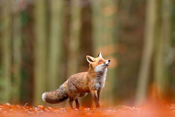 cute red fox, vulpes vulpes, fall forest. beautiful animal in the nature habitat. orange fox, detail
