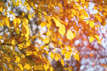 Wall Mural - The red, orange and yellow colours of autumn leaves and trees on a sunny winters day.