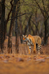 Wall Mural - indian tiger with first rain, wild danger animal in the nature habitat, ranthambore, india. big cat,