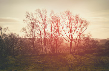 Wall Mural - red, orange and yellow glow of a sunset over green pastures and trees in the english countryside.