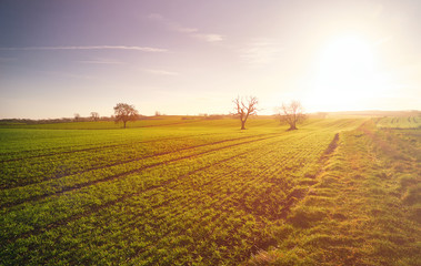 Wall Mural - red, orange and yellow glow of a sunset over green pastures and trees in the english countryside.