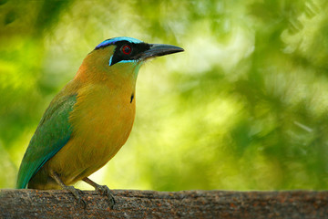 Bird, tropic nature. Blue-crowned Motmot, Momotus momota, portrait of nice big wild nature, beautiful coloured forest background, art view, Salvador. Nice big bird Blue-crowned Motmot, wild nature.