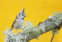 Crested Tit Sitting On Beautiful Lichen Branch With Clear Yellow Background. Bird In The Nature Habitat. Detail Portrait Of Songbird Tit With Crest. Wildlife Scene From Fall Forest. Autumn In Nature.
