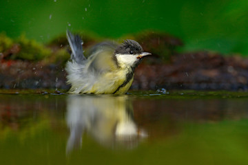 Wall Mural - Bird wash plumage in water Great Tit, Parus major, black and yellow songbird sitting in the water, nice lichen tree branch, bird in the nature habitat, spring - nesting time, Germany. Hot summer day.