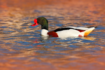 Wall Mural - Common Shelduck, Tadorna tadorna, is waterfowl species shelduck, in the nature habitat, blue and brown autumn water level, France. Wildlife scene from nature. Duck in beautiful evening light. Red bill