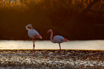 Two Nice pink big bird Greater Flamingo, Phoenicopterus ruber, in the water, with evening sun, Camargue, France. Wildlife scene in nature. Pair of birds in sunset.