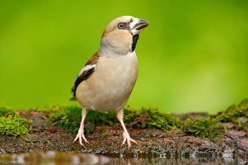 Sticker - Hawfinch, Coccothraustes coccothraustes, brown songbird sitting in the water, nice lichen tree branch, bird in the nature habitat, spring - nesting time, reflection, mirroring Germany. Song bird water