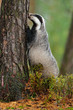 Badger in forest, animal nature habitat, Germany, Europe. Wildlife scene. Wild Badger, Meles meles, animal in wood. European badger, autumn pine green forest. Mammal environment, rainy day.