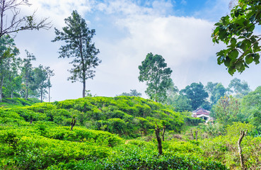 Poster - The hills with tea plants, Ella