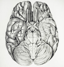 An Engraved Illustration Of Brain From A Vintage Book Descriptive Und Topographische Anatomie Written By C. Heitzmann And Published In Wien, 1875.