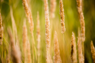 yellow ears on grass in autumn park