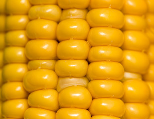 Canvas Print - yellow corn kernels in the cob as a background