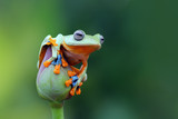 Fototapeta Zwierzęta - Tree frog, flying frog on lotus bud
