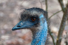 Australian Emu Bird Close Up Portrait