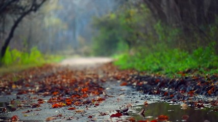 Sticker - Autumn leaves swinging on a tree in autumnal park. Fall. Slow motion. 3840X2160 4K UHD video footage