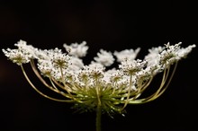 Closeup Of Beautiful White Flower, Wild Carrot 