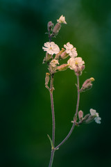 Wild flowers