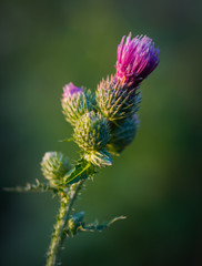 Wild flowers