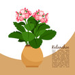 Kalanchoe plant in pot banner