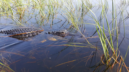 Wall Mural - a large american alligator