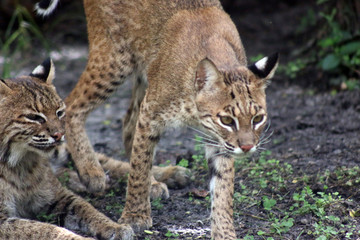 Canvas Print - a bobcat in the wild