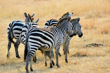 Wall Mural - african wildlife, kenya