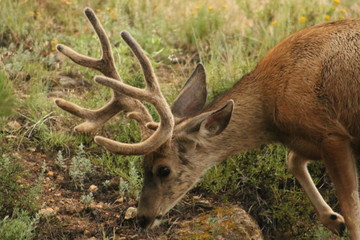 Sticker - a deer out in a field