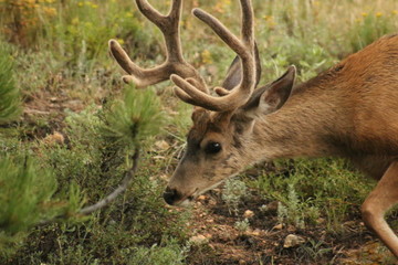 Wall Mural - a deer out in a field