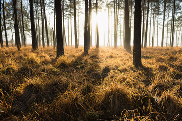 Wall Mural - bright sunlight shining through a majestic looking pine forest in the lake district, uk.